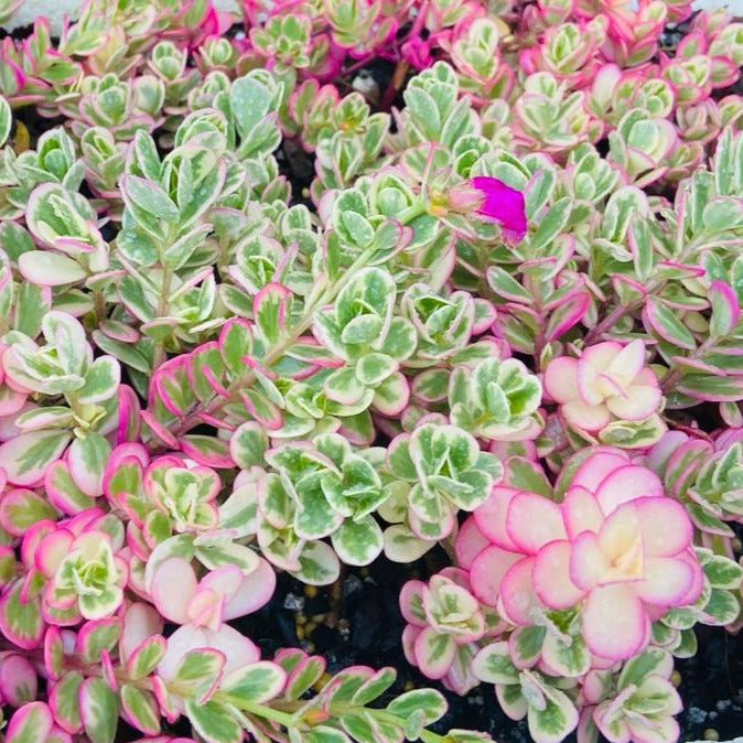 Portulaca Variegated Sunjewels (Pre Order)