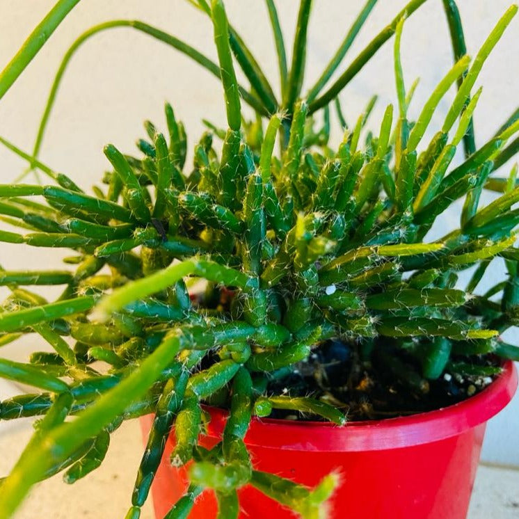 Rhipsalis Red Coral