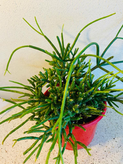 Rhipsalis Red Coral