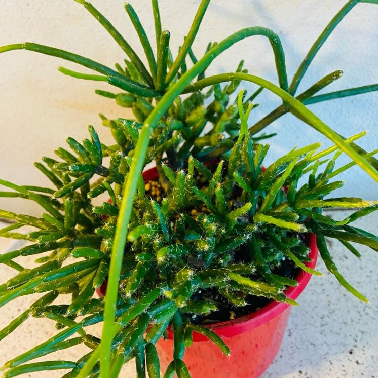 Rhipsalis Red Coral