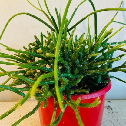 Rhipsalis Red Coral