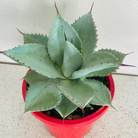 Agave Dragon Toes - 210mm Pot Size Plant