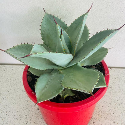 Agave Dragon Toes 210mm Pot