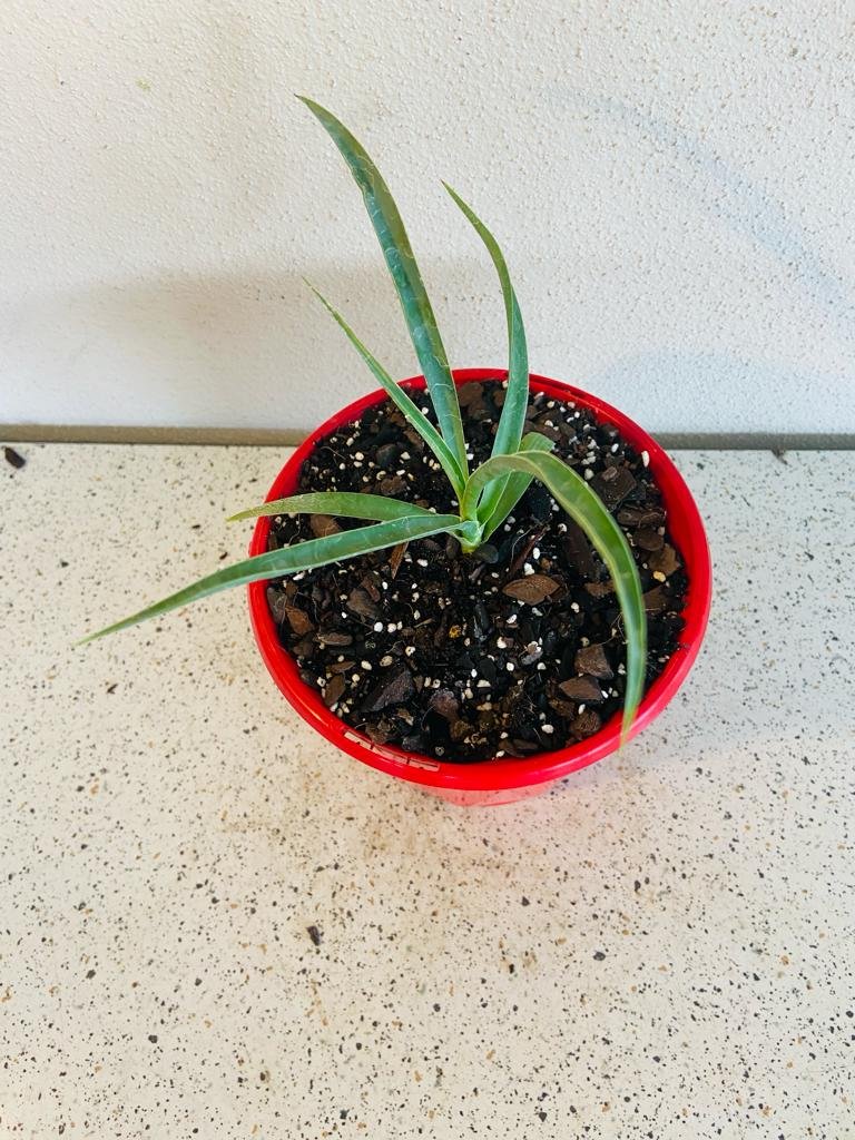 Yucca Rostrata