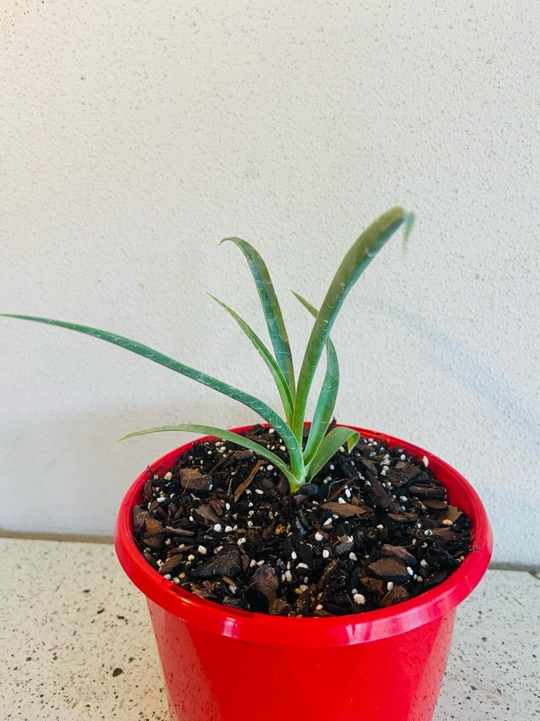 Yucca Rostrata