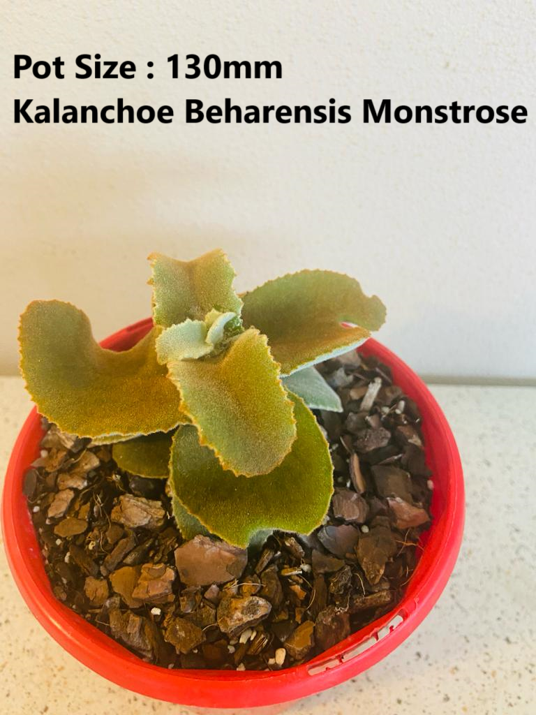 Kalanchoe Buster Pack