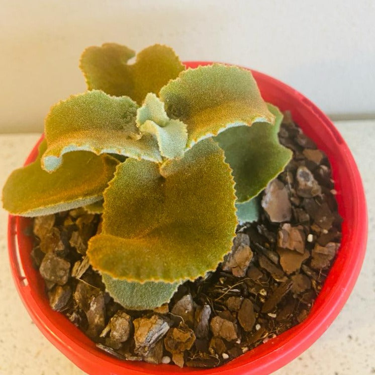 Kalanchoe Beharensis Monstrose