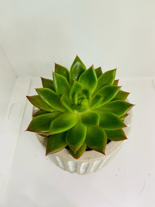 Echeveria  Elina - A Delightful and Serene Gift