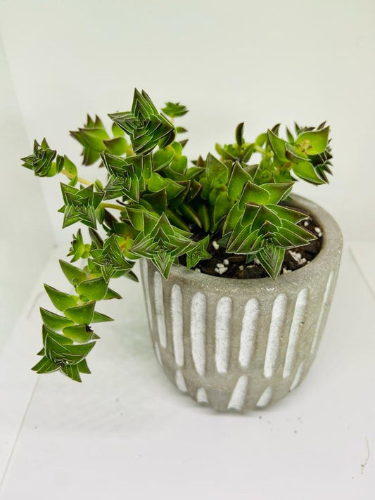 Crassula Pagoda Village - A Delightful and Magical Gift