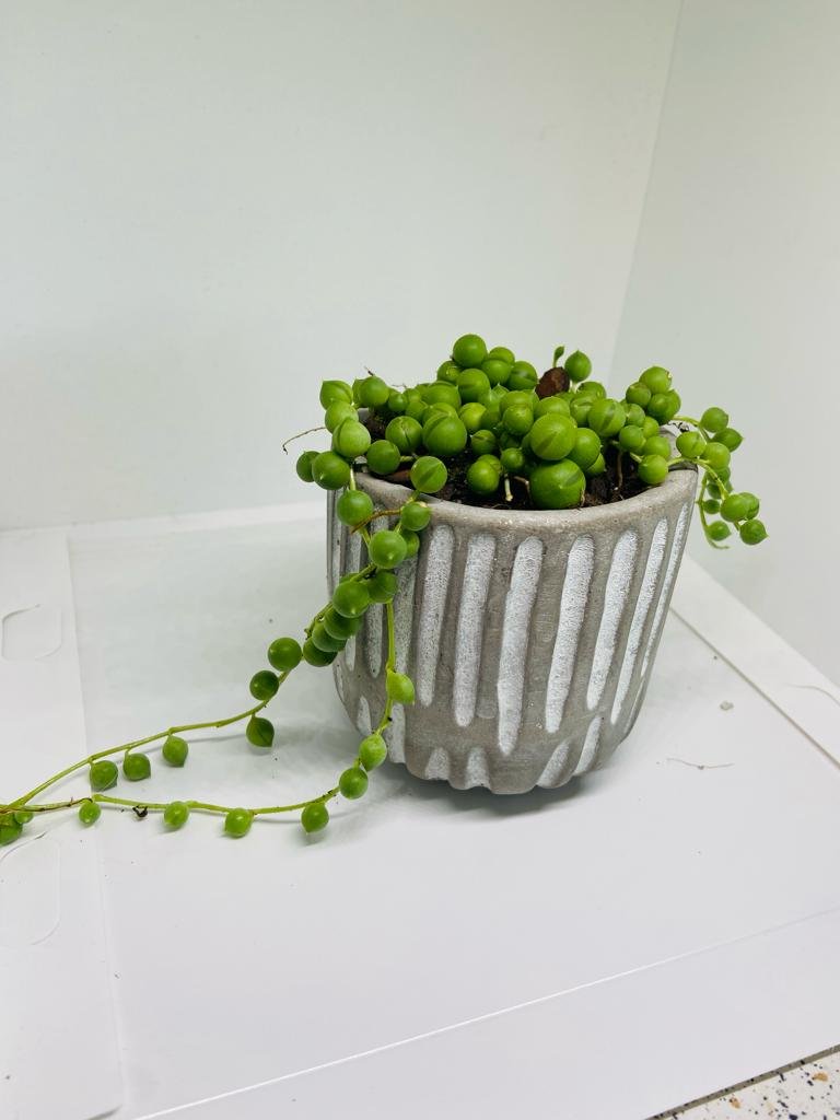 Senecio - String of Pearls - A Unique and Captivating