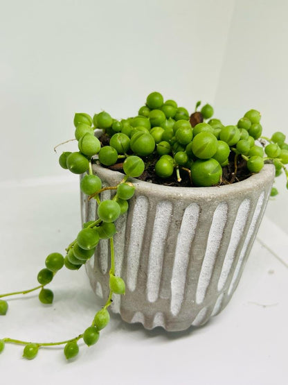 Senecio - String of Pearls - A Unique and Captivating