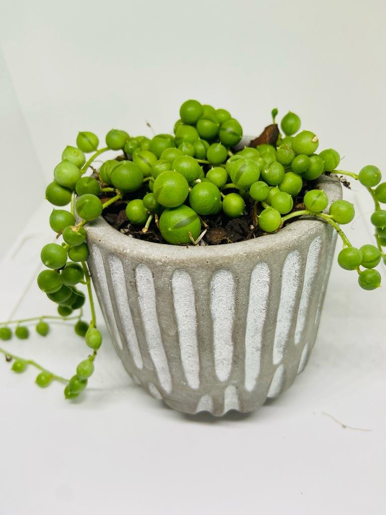 Senecio - String of Pearls - A Unique and Captivating