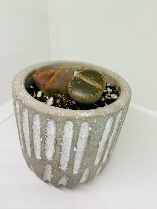 Lithop Living Stone - A Desert Gems
