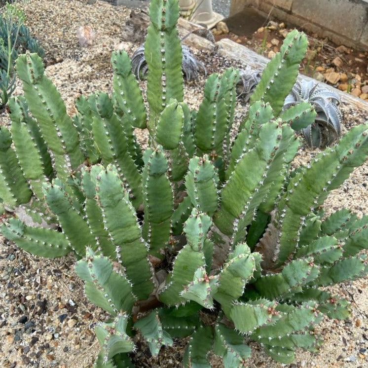 Euphorbia Resinifera