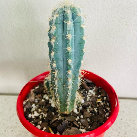 Cacti- Pilocereus