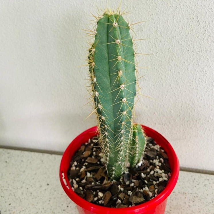 Cacti - Pilocereus Magnificus