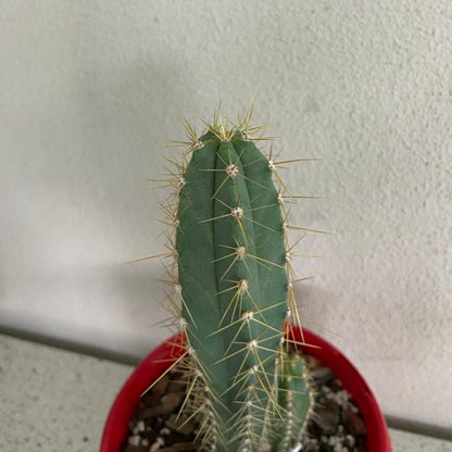 Cacti - Pilocereus Magnificus