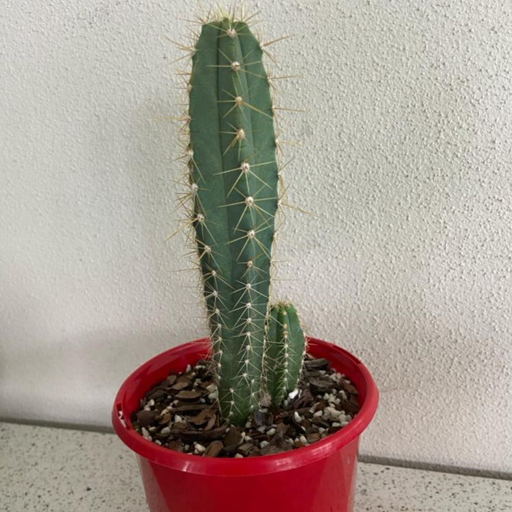 Cacti - Pilocereus Magnificus