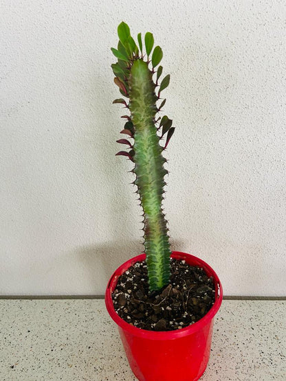 Euphorbia Trigona Purpurea 'Royal Red'