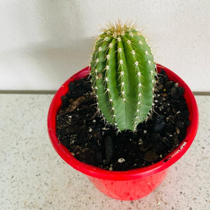 Cacti- Nebuxbaumia Polylopha