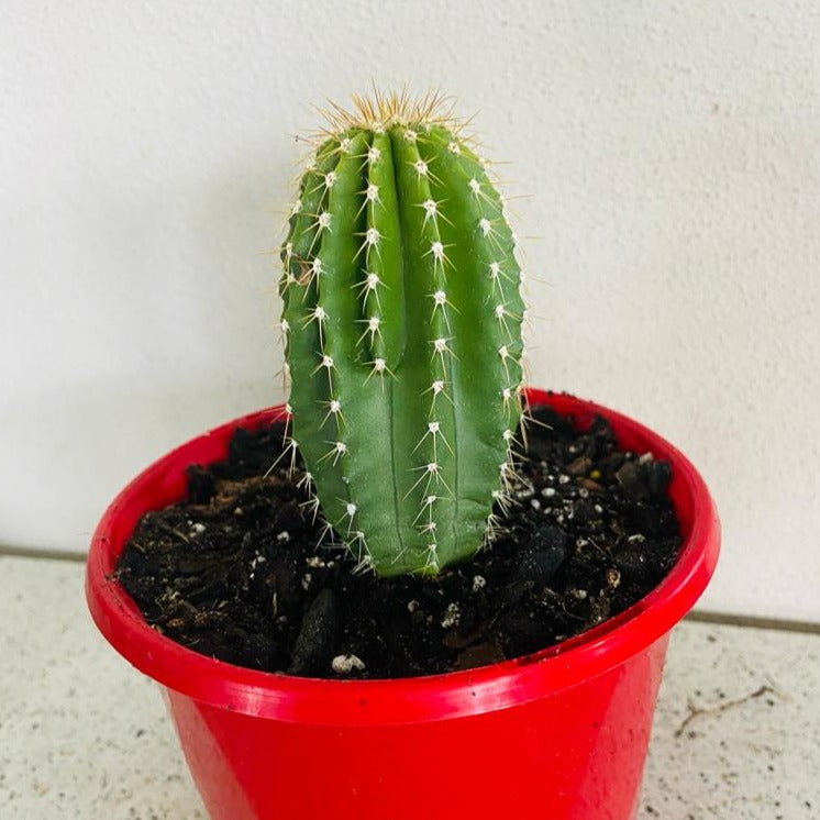 Cacti- Nebuxbaumia Polylopha