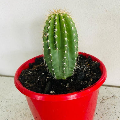 Cacti- Nebuxbaumia Polylopha