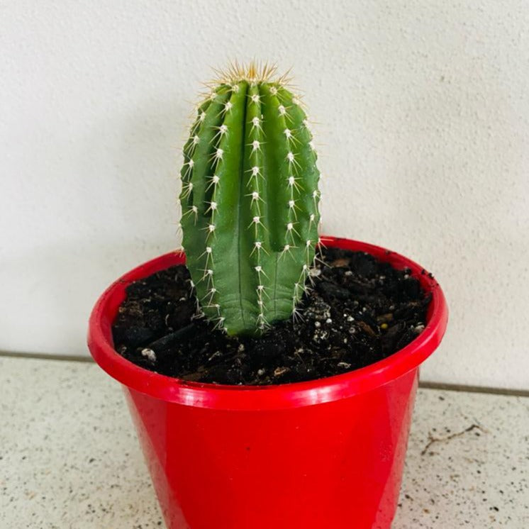 Cacti- Nebuxbaumia Polylopha