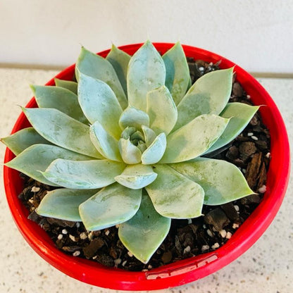 snow bunny succulent Echeveria Snow Bunny – Succulents World