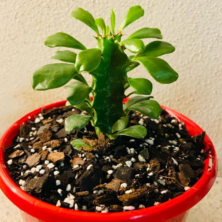 Euphorbia Ingens - 130mm Pots