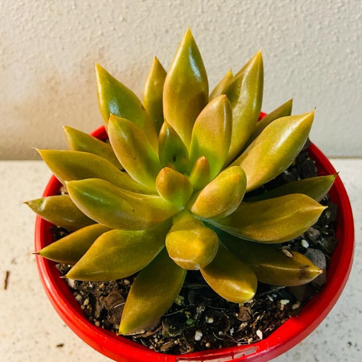 Echeveria Tolimanensis Grey