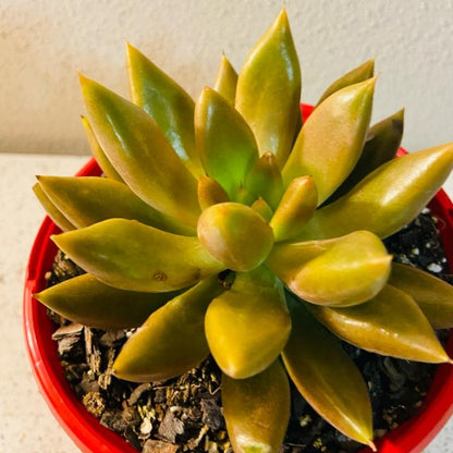 Echeveria Tolimanensis Grey