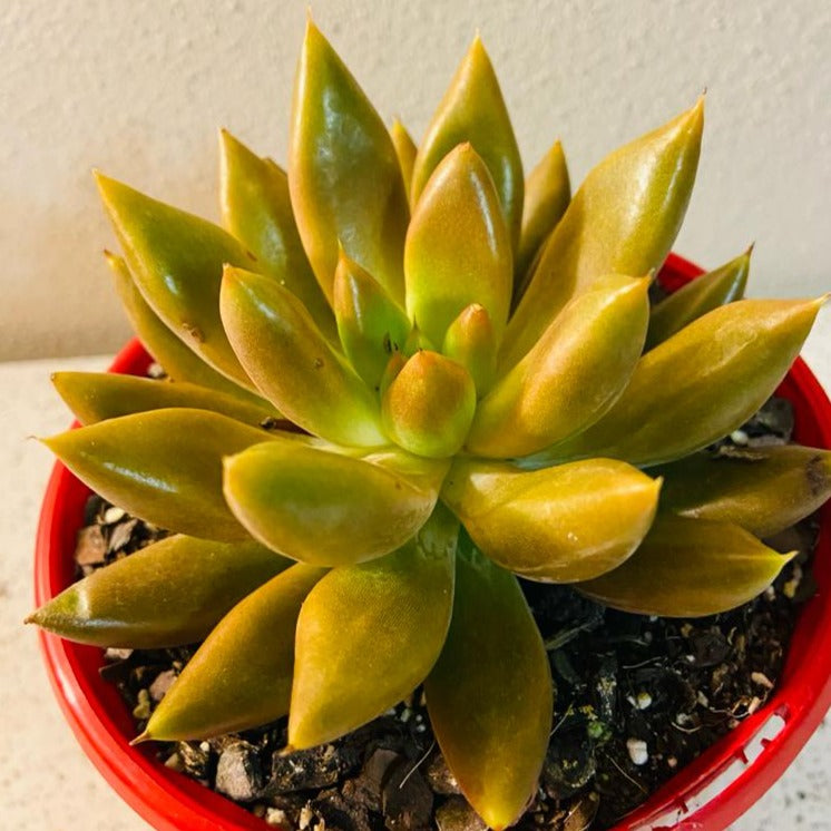 Echeveria Tolimanensis Grey