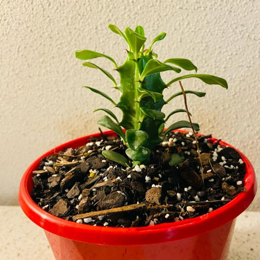 Euphorbia Ingens - 130mm Pots