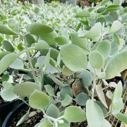 Group of Kalanchoe Silver Spoons plants available for sale online, showing various sizes from small to large for Australian gardens.