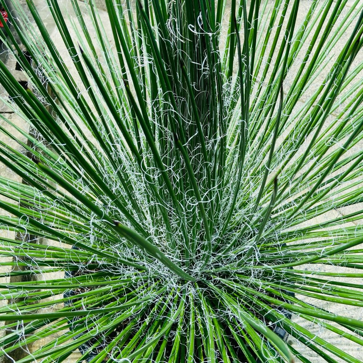 Agave Geminiflora