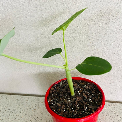 Jatropha Podagrica Yellow 'Buddha's Belly plant'