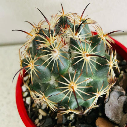 Cacti Corypantha