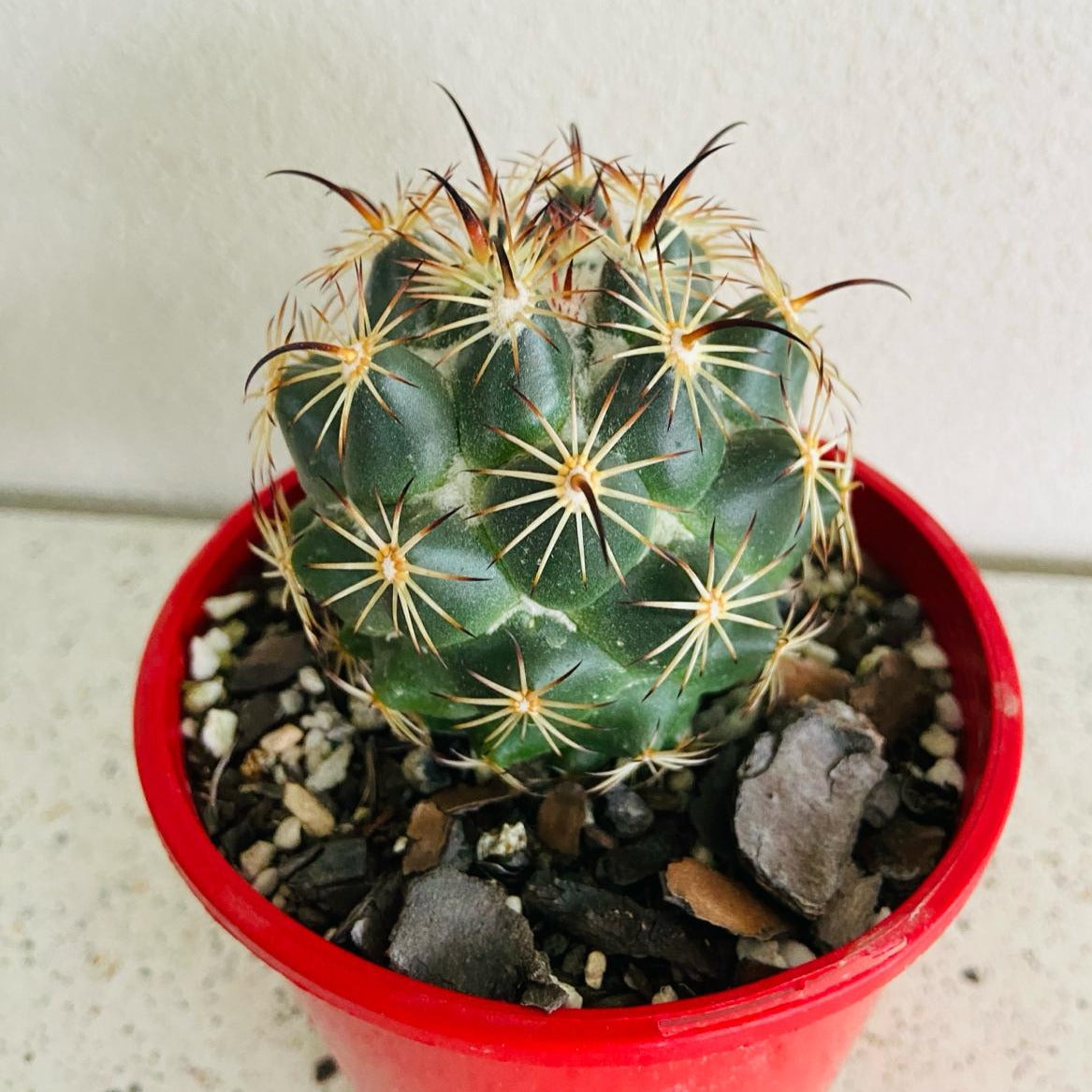 Cacti Corypantha