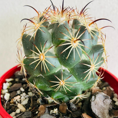 Cacti Corypantha