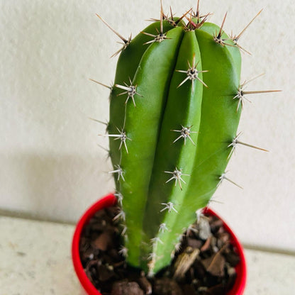 Cacti Polaskia