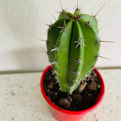 Cacti Polaskia