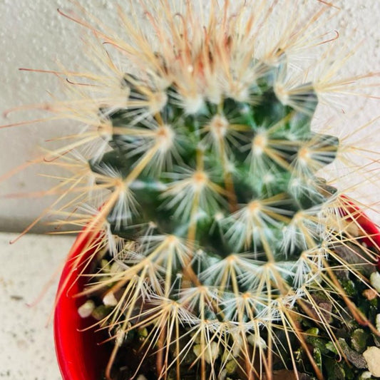 Cacti Pincushion Cactus Magnifica