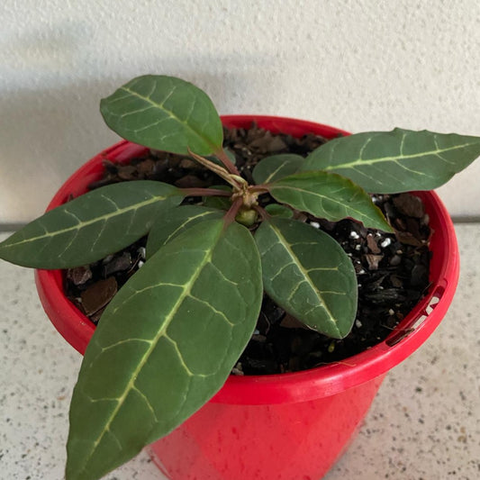 Euphorbia Ankarensis
