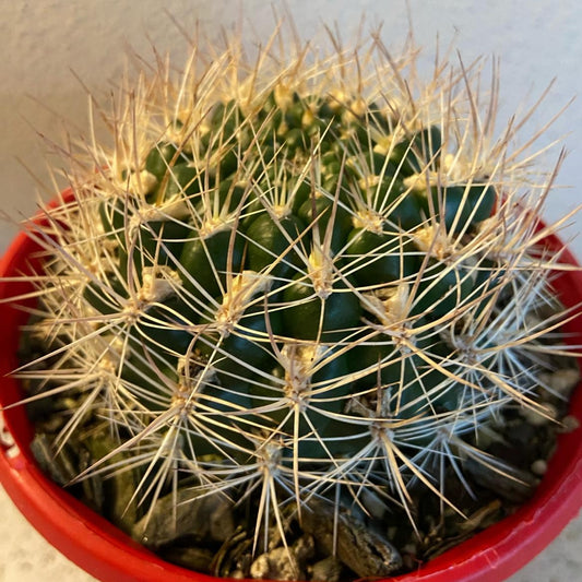 Cacti Weingartia
