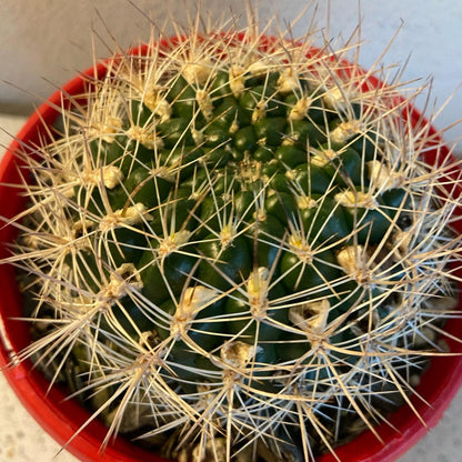 Cacti Weingartia