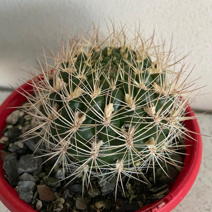 Cacti Weingartia