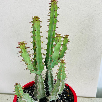 Euphorbia Coerulescens