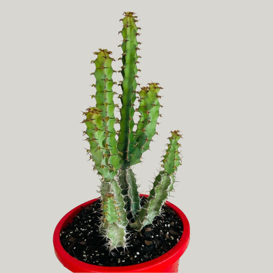 Euphorbia Coerulescens