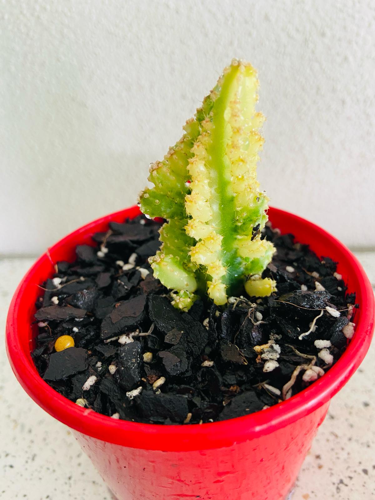 Cereus tetragonus 'Fairy Castle' Variegated