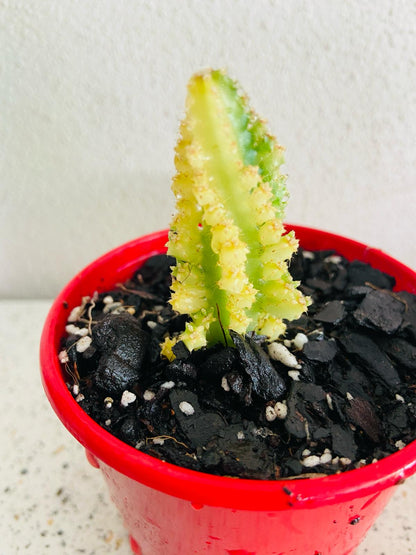 Cereus tetragonus 'Fairy Castle' Variegated